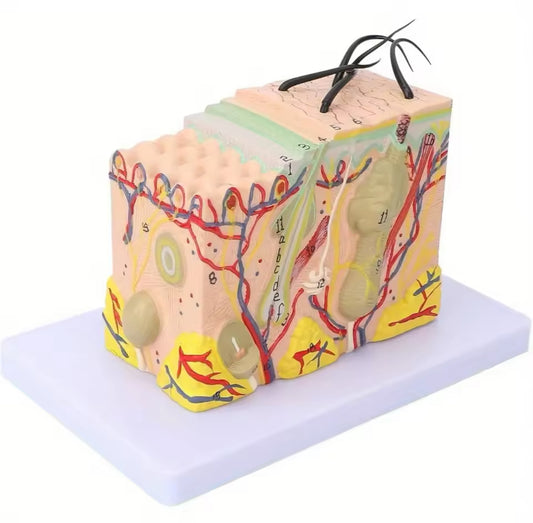 Estructura De La Piel Aumentado 35x